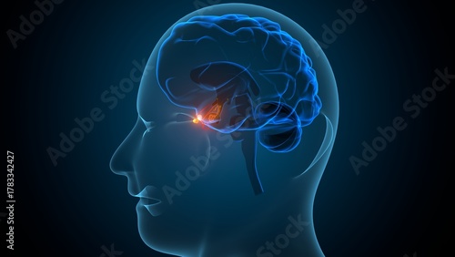 Human pituitary gland anatomy. 3d illustrations