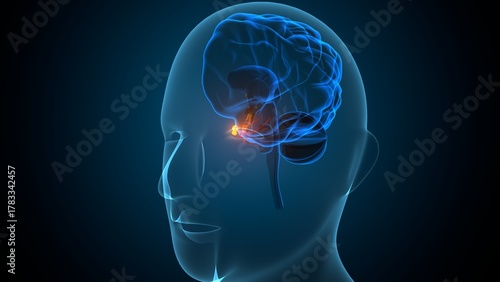 Human pituitary gland anatomy. 3d illustrations
