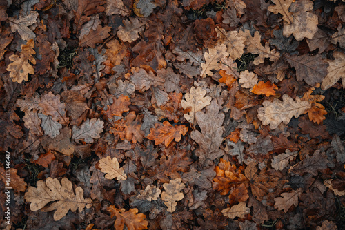 Autumn oak leaves on the forest ground with moody natural lighting. Natural background