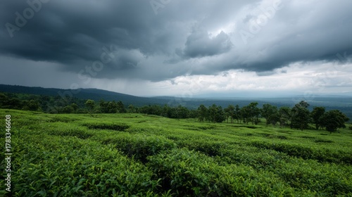 Storm-kissed emerald tea fields stretch under a brooding sky, capturing monsoon whisperings and Earth Day reverence