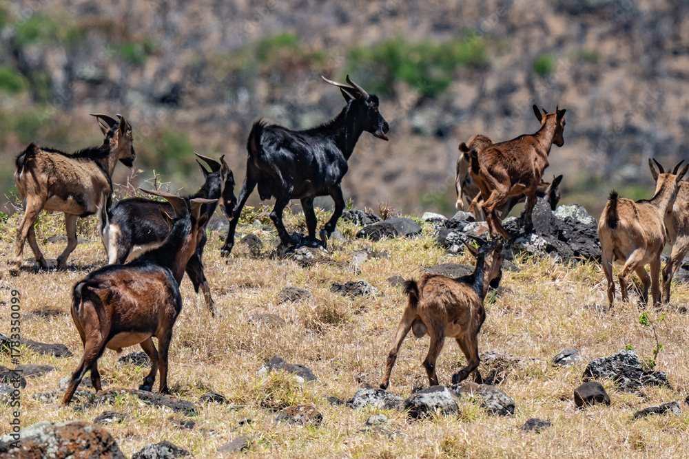 Obraz premium Feral Goats (The goat or domestic goat (Capra hircus) is a species of goat-antelope that is mostly kept as livestock) . near Kaupo. Hawaii Route 31 ( Pi'ilani Highway ), Maui, Hawaii. 