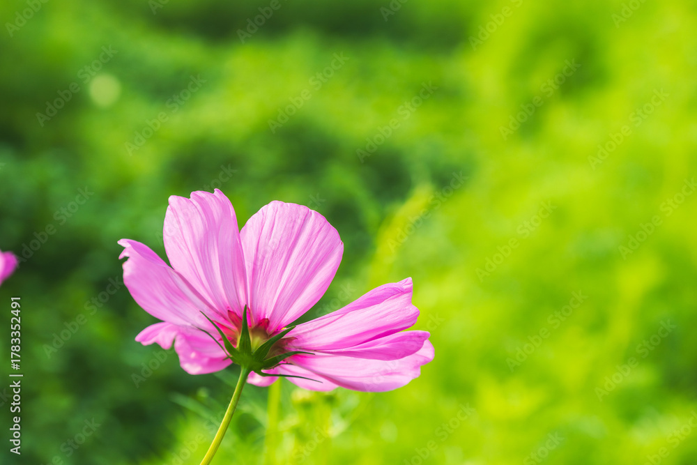 Obraz premium 秋の野原のコスモスの花アップ15