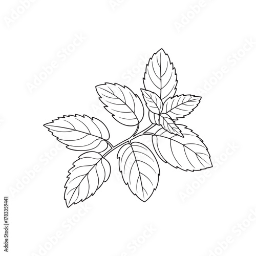 Holy Basil Tulsi Botanical Line Art Vector