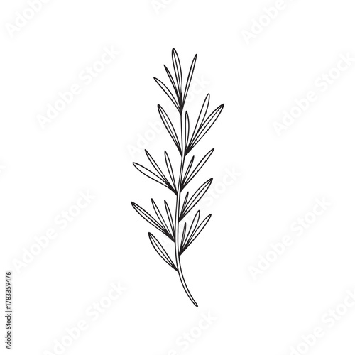 Rosemary Herb Botanical Line Art Vector