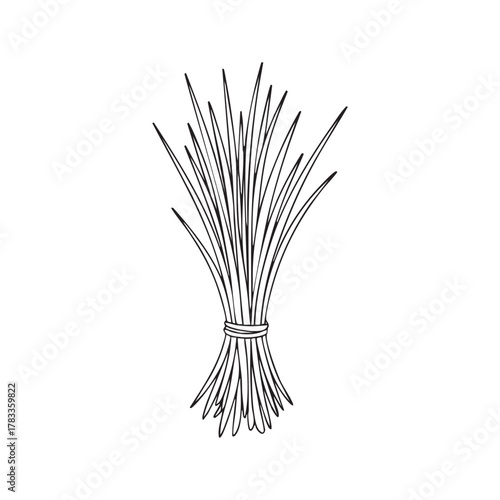 Lemongrass Herb Bunch Botanical Line Vector