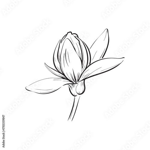 Lotus Flower Bud Botanical Sketch Vector