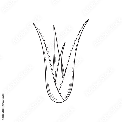 Aloe Vera Plant Botanical Line Art Vector