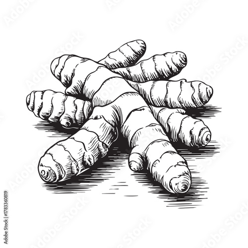 Turmeric Root Engraving Botanical Sketch Vector