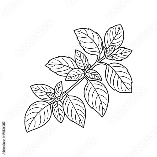 Aromatic Basil Branch Outline Vector Illustration