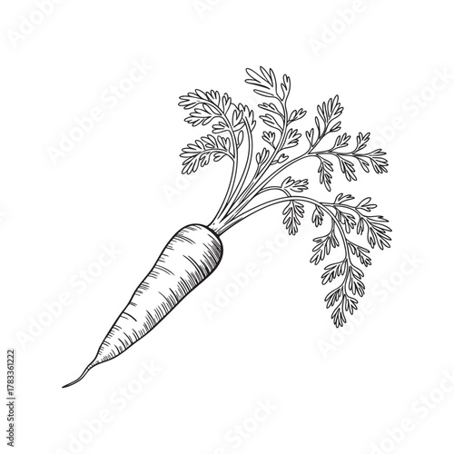 Carrot Vegetable Botanical Line Art Drawing Vector