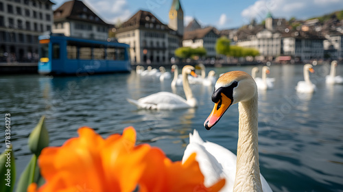 Fototapeta Naklejka Na Ścianę i Meble -  Idyllic scene with majestic swans gracefully gliding on tranquil waters, complemented by vibrant orange flowers in the foreground and classic European architecture.