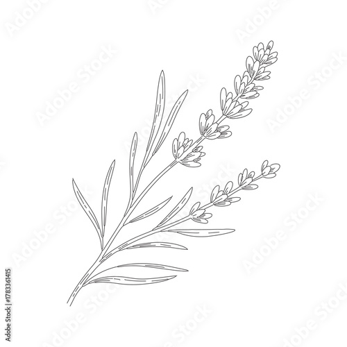 Lavender Flower Botanical Outline Vector Line Art