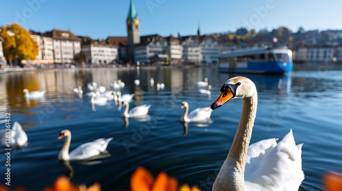 Fototapeta Naklejka Na Ścianę i Meble -  Majestic swans glide across tranquil waters. City buildings silhouette in the background. Nature's beauty meets urban life under a clear blue sky. Serene scenery.
