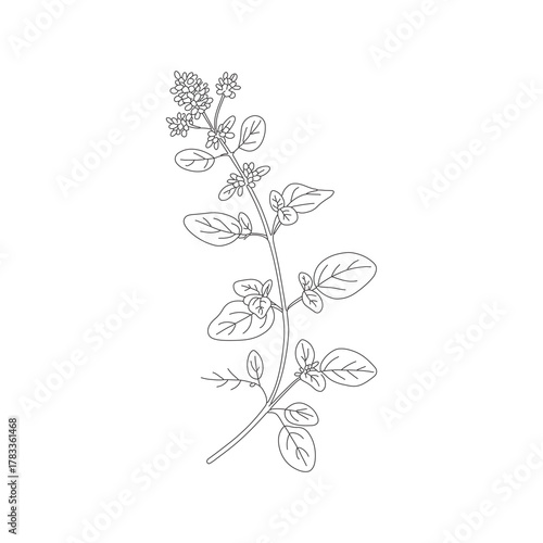 Oregano Herb Botanical Line Art Vector Sketch