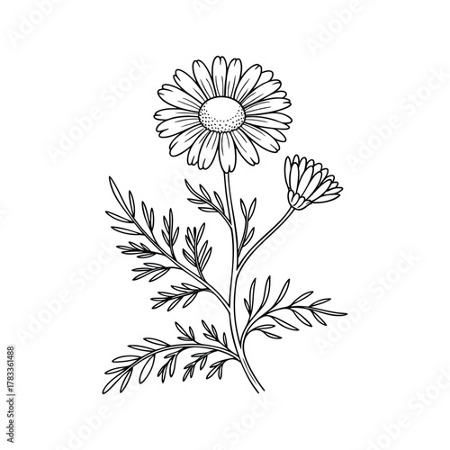 Chamomile Flower Botanical Line Art Drawing - Hand Drawn Herbal Tea Ingredient Vector Illustration