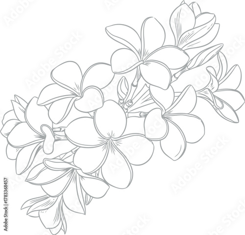 Delicate outline drawing of a cluster of tropical plumeria flowers