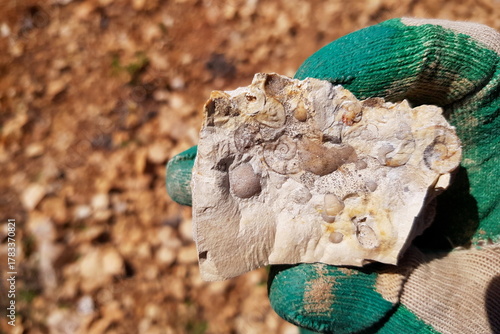 Quadro em tela Fascinating fossilized shells within marble-like limestone, a geologist's recent find