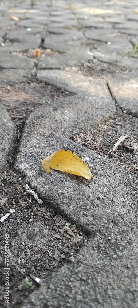 Fototapeta premium yellow leaf on the ground