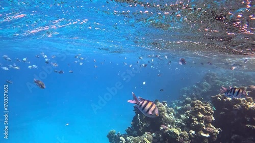 Sea and water surface with the waves, swimming fish  on the reef. Wildlife in the ocean, tropical fish. Snorkeling trip with the school of fish (Indo-Pacific sergeant - Abudefduf vaigiensis).