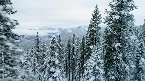 Ultra-wide drone video over immense, pristine snow-covered forest, ancient pines, hazy mountains under overcast sky, serene vast winter wilderness concept.