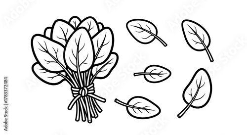 Vector illustration of bunch of spinach leaves