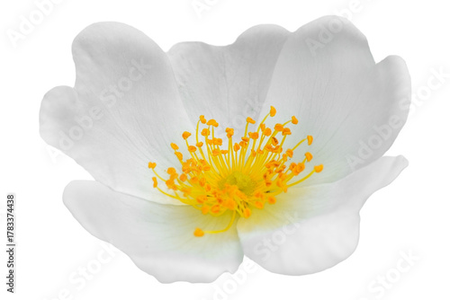 Beautiful white jasmine flower has bright yellow center filled with pollen. Flower isolated on white