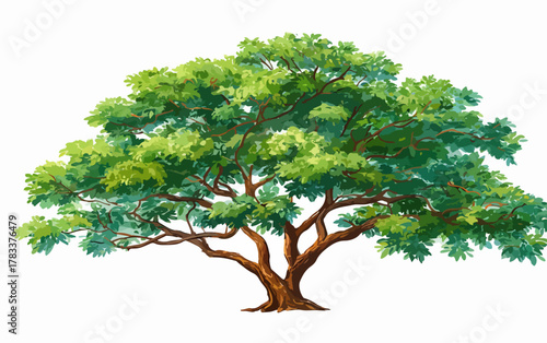 Rozłożyste, zielone drzewo z grubym pniem i szeroką koroną, izolowane na białym tle, wektor.