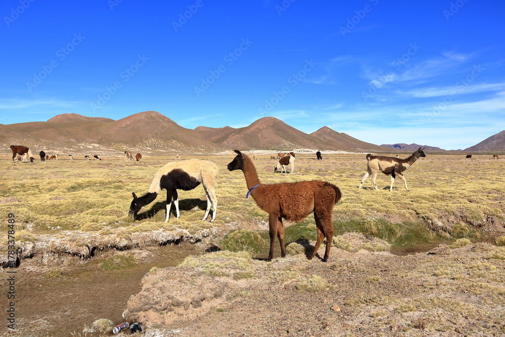 Obraz premium lamas llamas beside the highway between Potosi and Uyuni, Bolivia
