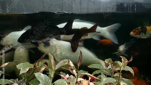Colorful koi fish swimming gracefully in a clear aquarium surrounded by aquatic plants, showcasing vibrant scales and serene underwater beauty.
