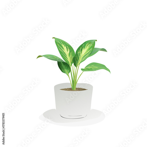 Potted Aglaonema Chinese Evergreen Houseplant Vector Isolated on White