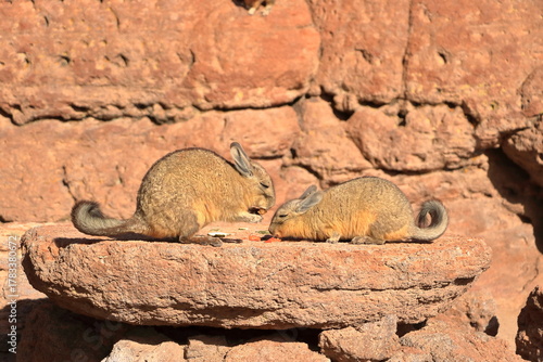 Chinchilla's rock, Roca de viscachas, Cute viscacha in the High Andean Plateau desert, Bolivia