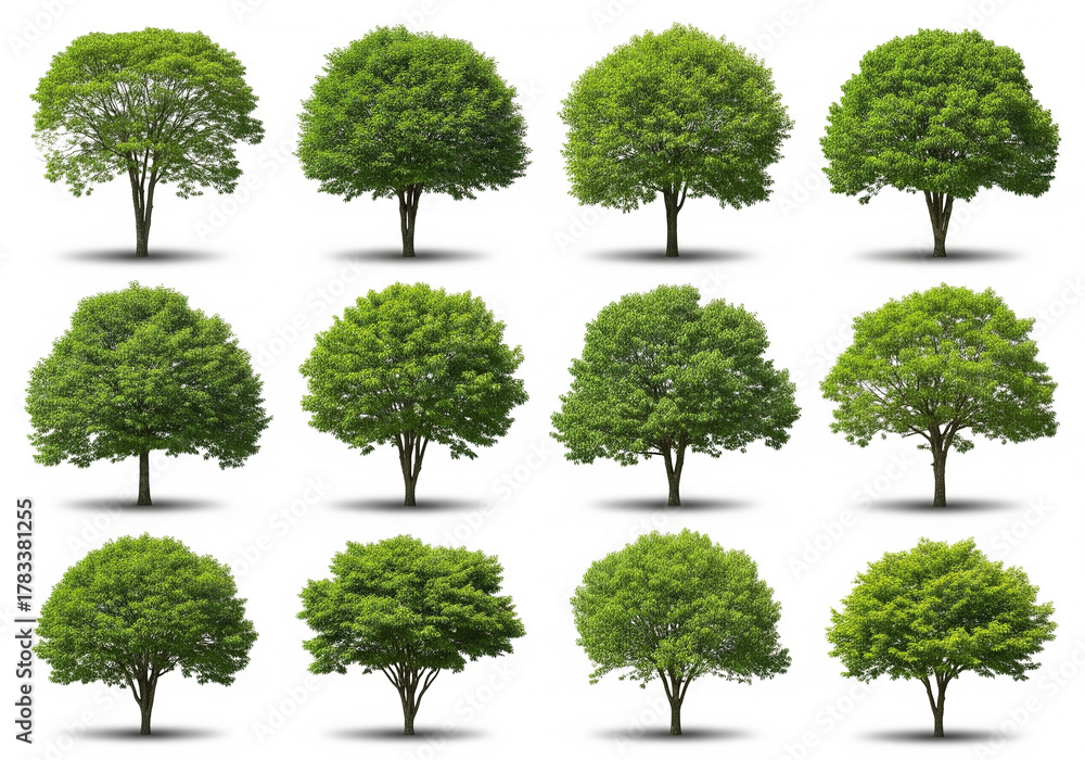 Fototapeta premium Collection of green tree illustrations various shapes and sizes isolated on a white background