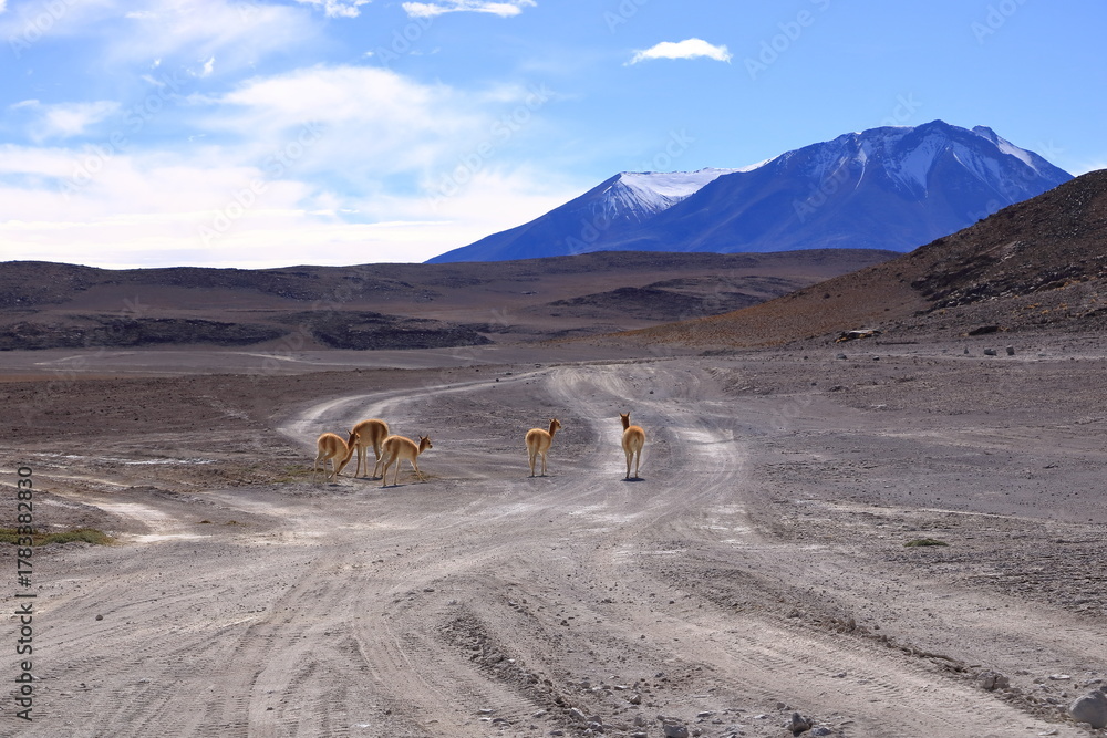 Obraz premium Wild vicunas in Bolivia, South America