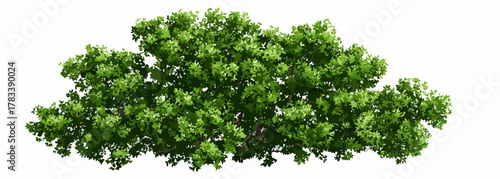 흰색 배경에 고립된 푸른 나뭇잎이 무성한 관목의 벡터 일러스트레이션으로, 조경 디자인, 웹 콘텐츠 및 다양한 그래픽 프로젝트에 신선하고 자연 친화적인 요소를 더하기에 이상적입니다.