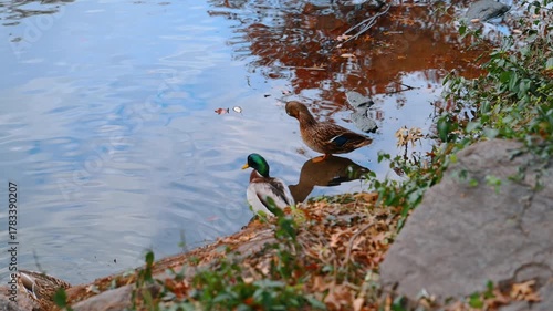 Ducks by Central Park Pond. Autumn colors reflecting on a calm Central Park pond with ducks resting near the water.