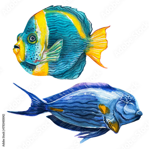 Two colorful exotic fish. Angelfish and surgeonfish. Watercolor painting depicting fish on a white background.