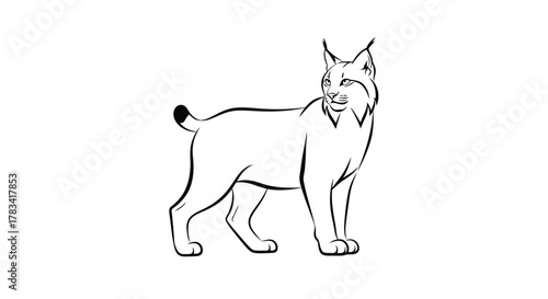 Vector illustration of line drawing of a lynx