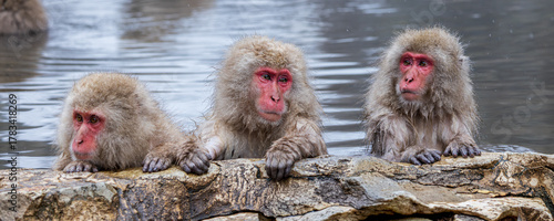 Photography Portrait of the snow monkeys in mountains of Yudanaka in Japan