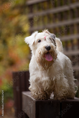 Sealyham terrier dog standing on a wood bench