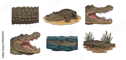 Alligator illustrations set depicting various poses and details