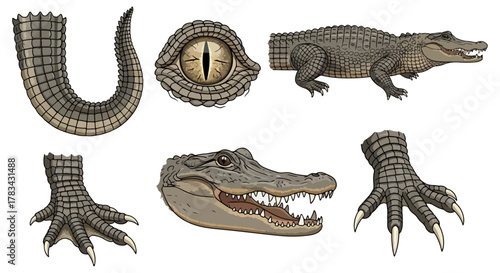 Alligator anatomy illustration detailed study of body parts