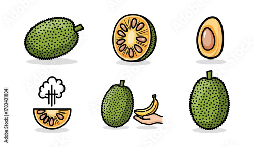 Artistic illustration of jackfruit whole sectioned and seed renderings