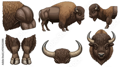 Bison illustrations detailed views of mammal parts and poses
