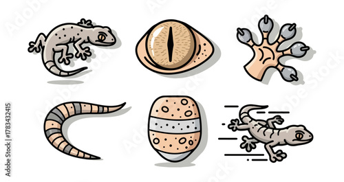 Cartoon gecko illustrations reptile eye tail feet skin textures