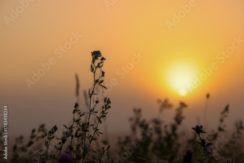 foggy sunrise in the field