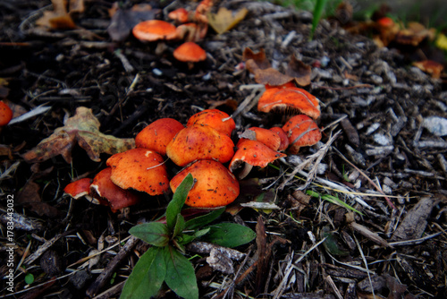 chip cherry or redlead roundhead (Leratiomyces ceres)