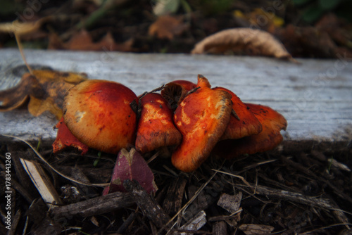 chip cherry or redlead roundhead (Leratiomyces ceres)