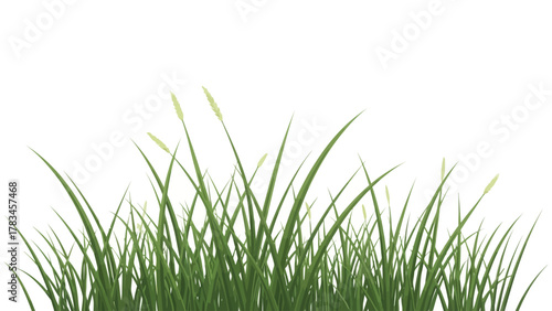 Grassy plants with seed heads against a white background