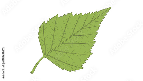 Green leaf with serrated edges and visible veins