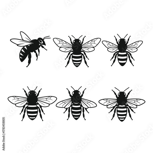 Bee insect collection